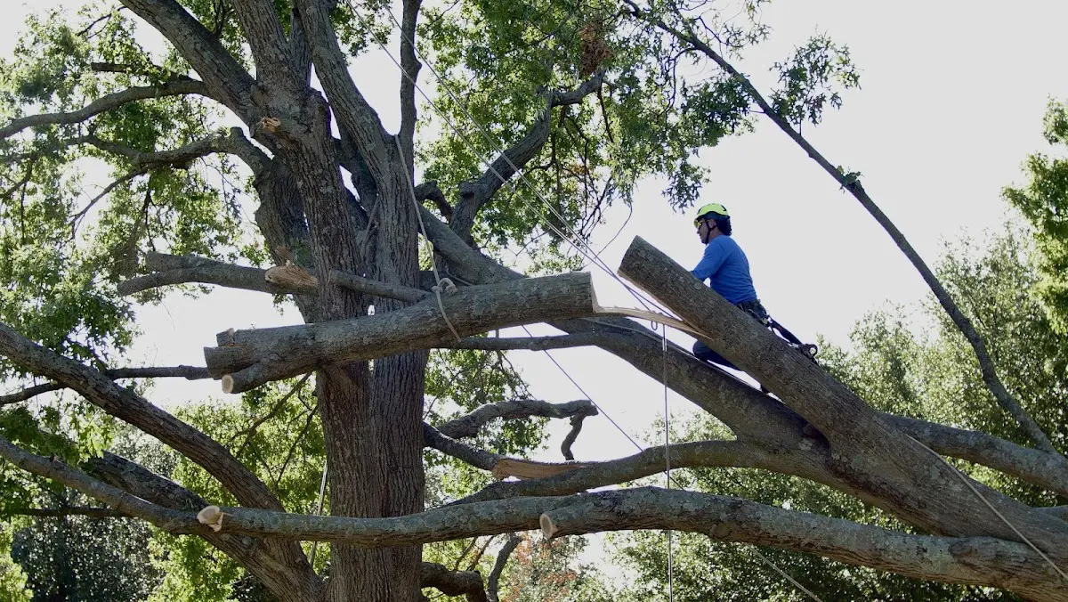 Professional Crown Thinning performed by certified arborists in Shaftsbury