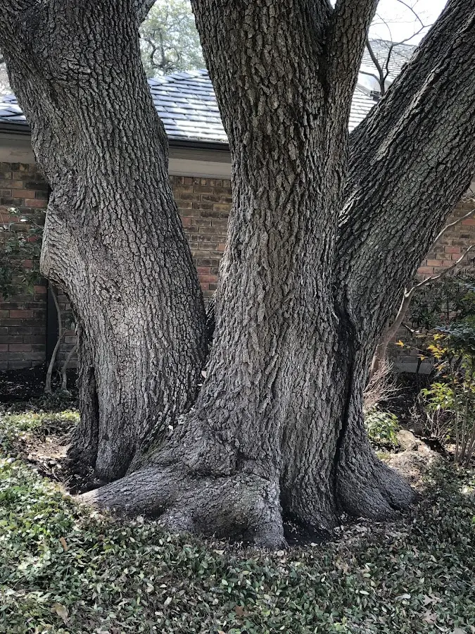 Mature heritage tree close to a Shaftsbury property cared for by certified arborists